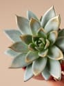 Echeveria 'Miranda' de colores