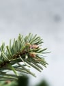 Árbol de Navidad Natural Nordmanniana (cortado)