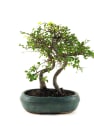 Bonsai Zelkova (Olmo chino parvifolia)