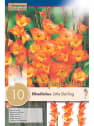 Bolsa 10 bulbos gladiolus butterfly /little darling
