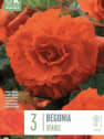Bolsa 3 bulbos begonia double orange
