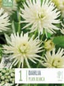 Bulbos de Dahlia 'Playa Blanca'