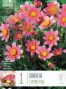 Bulbos de Dahlia 'Topxmix Pink'