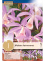 1 bulbo pleione formosana