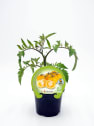 Tomate Racimo amarillo - Planta de huerto