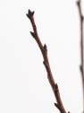 Ciruelo enano (Prunus domestica nana)