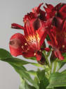 Alstroemeria