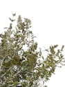 Teucrium fruticans 'Azureum'