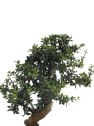 Bonsai Olivo silvestre (Olea oleaster)