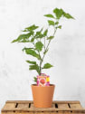 Pimiento Extremadamente Picante Carolina Reaper - Planta de huerto