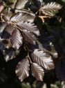 Fagus sylvatica 'Atropurpurea' (Haya)