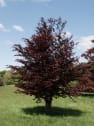 Fagus sylvatica 'Atropurpurea' (Haya)