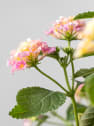 Lantana camara