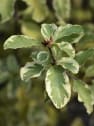 Pittosporum tenuifolium 'Variegata'