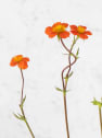 Hierba de san benito (geum coccineum)