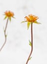 Hierba de san benito (geum coccineum)