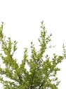 Ceanothus variegata