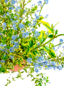 Ceanothus variegata