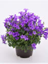 Campanula portenschlagiana