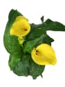 Zantedeschia (Cala de colores)