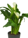 Zantedeschia (Cala de colores)
