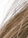 Gramínea Carex comans 'Bronze Perfection'