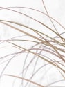 Gramínea Carex comans 'Bronze Perfection'