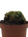 Cactus cristata mix