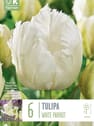 Bulbos de Tulipán gesneriana 'White Parrot'