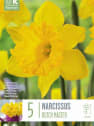Bulbos de Narcissus 'Dutch Master'