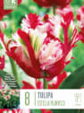 Bulbos de Tulipán gesneriana 'Estella Rijnveld'