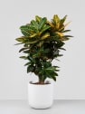 Croton variegatum 'Mrs. Iceton'