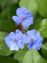Ceratostigma plumbaginoides (Falso plumbago)
