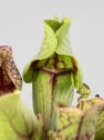 Sarracenia sp.