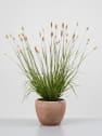 Gramínea Pennisetum 'Red Bunny Tails'