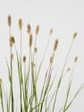 Gramínea Pennisetum 'Red Bunny Tails'