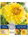 Bulbos de Dahlia 'Lake Ontario'