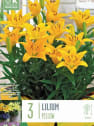 Bolsa 3 bulbos lilium butter pixie