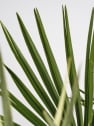 Chamaerops humilis (Palmito)