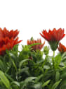 Gazania rigens