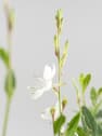 Gaura (Oenothera lindheimeri)