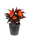 Begonia I´CONIA®
