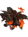 Begonia I´CONIA®