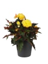 Begonia I´CONIA®