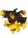 Begonia I´CONIA®