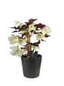 Begonia I´CONIA®