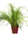 Gramínea Calamagrostis × acutiflora 'Overdam'
