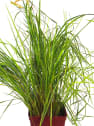 Gramínea Calamagrostis × acutiflora 'Overdam'