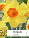 Bulbos de Narcissus 'Sportsman'