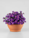 Aster novi-belgii